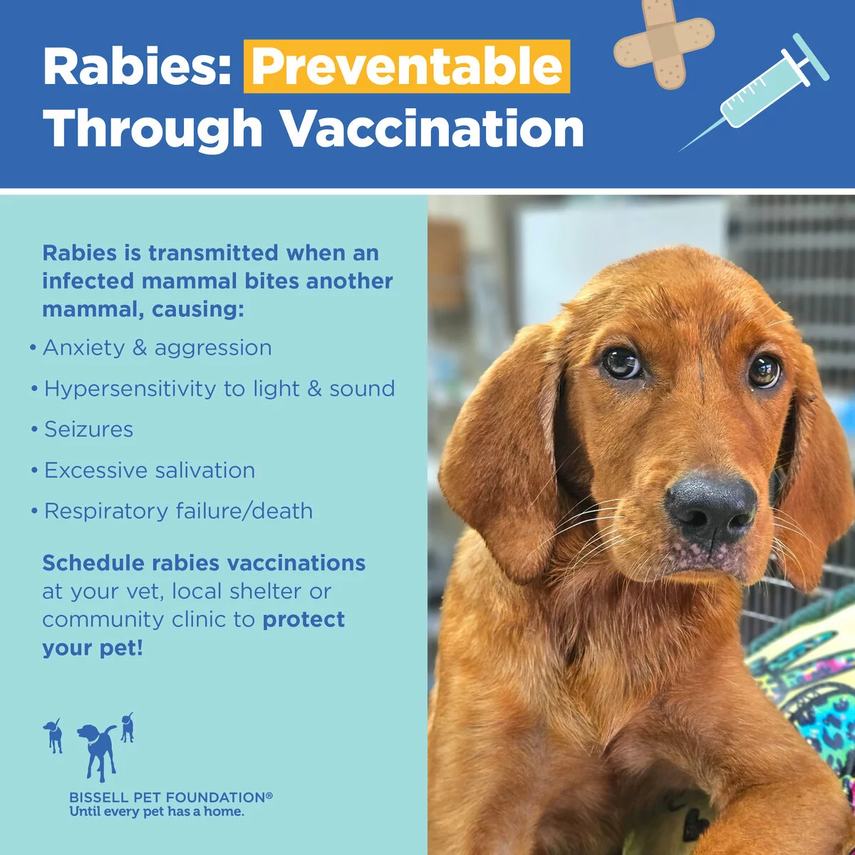 rabies info graphic