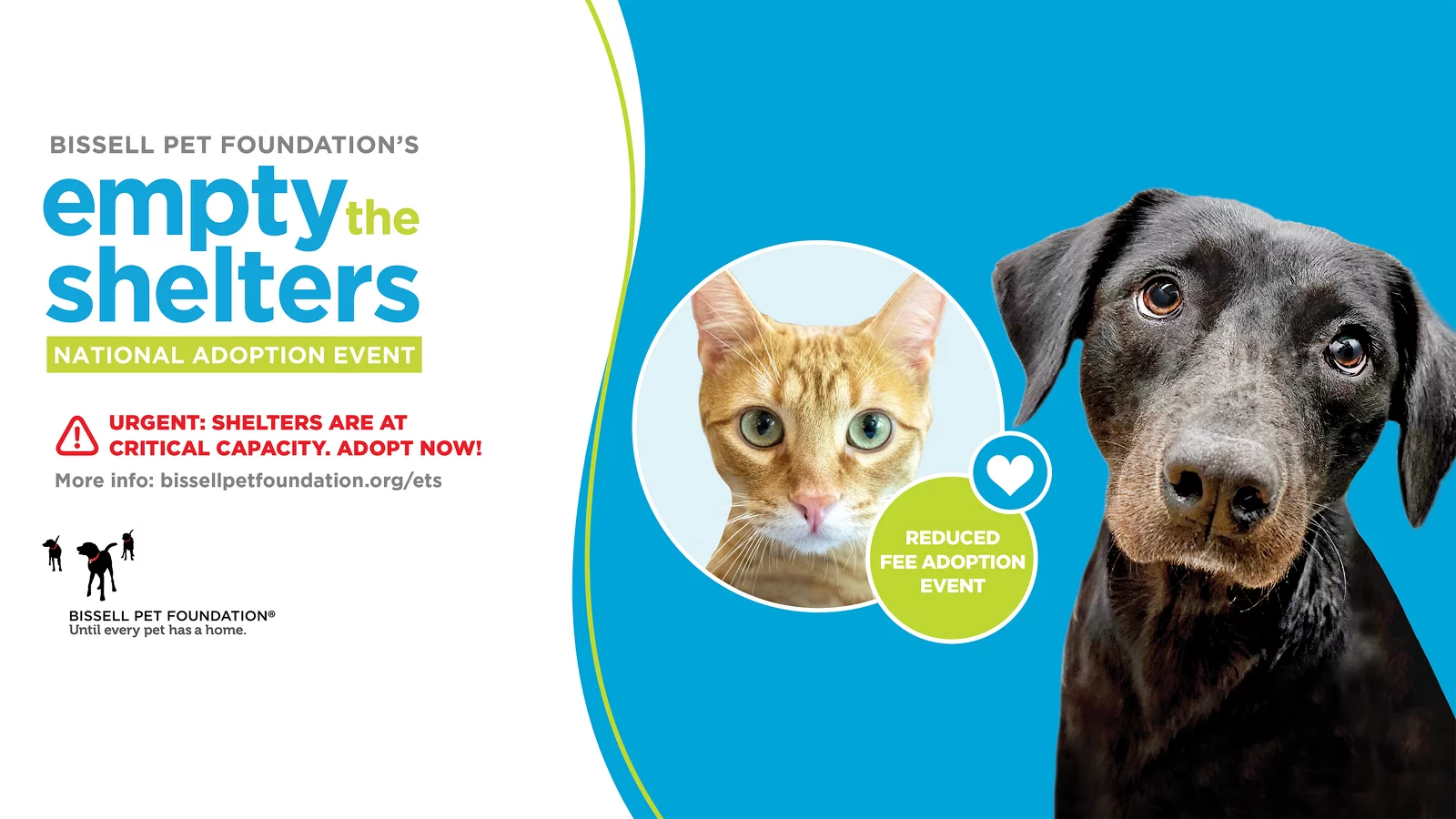 Brown lab mix and orange tabby cat pose to promote Fall National Empty the Shelters