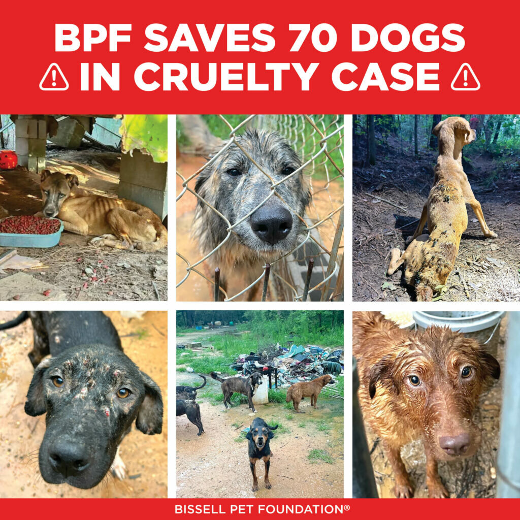 dogs saved in cruelty case