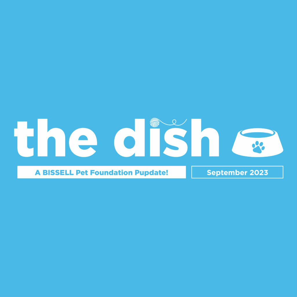 the dish 