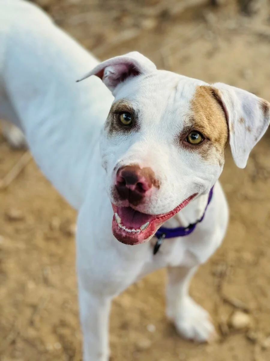 White and brown pitbull mix with light brown eyes