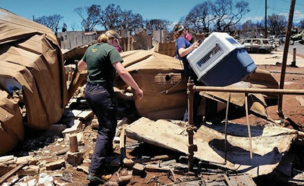 Two people wearing masks walk through debris and damaged structures, carrying a large pet crate, in a disaster-stricken area with burned trees and destroyed buildings in the background.