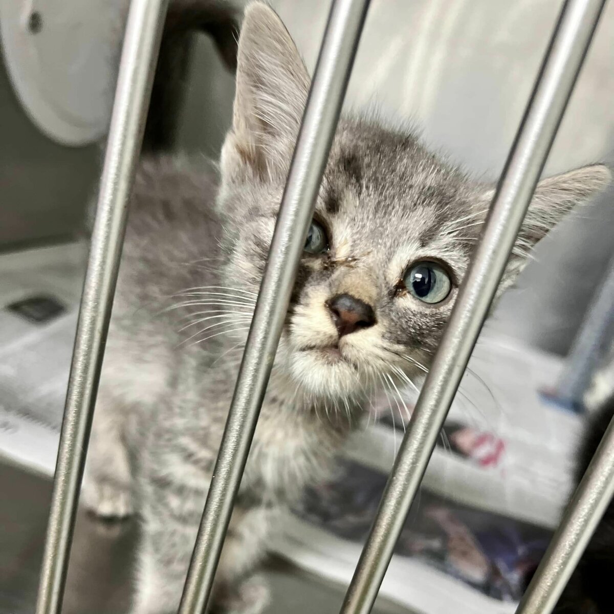 A small gray kitten with blue eyes looks through metal cage bars, appearing curious and slightly sad. The background shows newspaper lining the cage floor.
