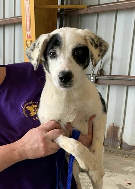 A person in a purple shirt holds a young white puppy with black spots on its face and ears inside a building with metal walls. The puppy looks at the camera, and a blue leash is visible in the persons hand.