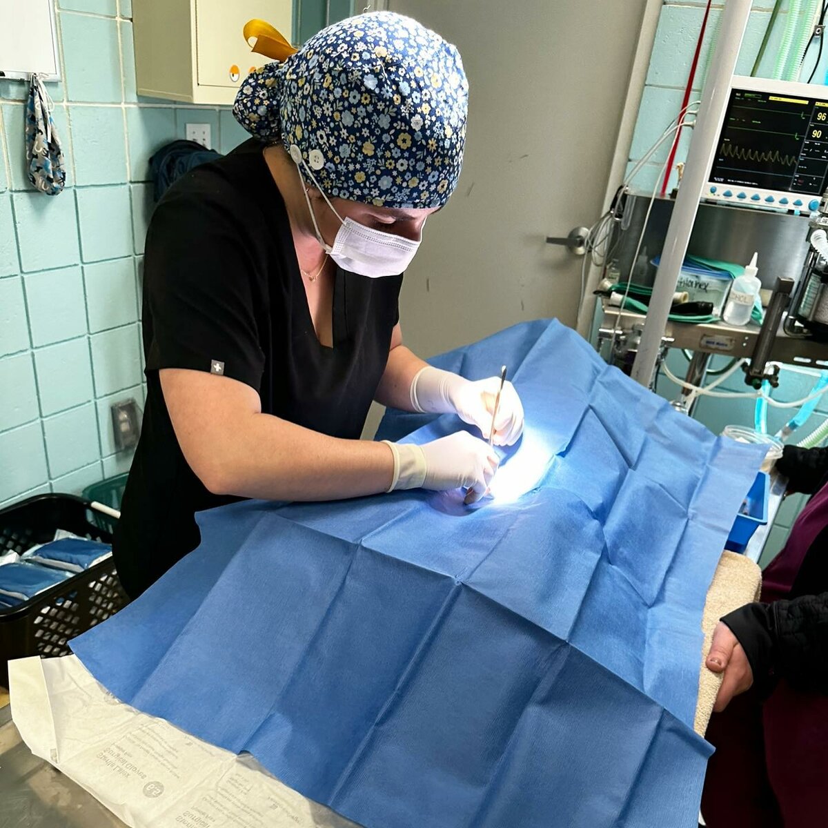 A veterinarian in scrubs, gloves, and a mask performs surgery on an animal covered by blue drapes in a clinical setting, with medical equipment and supplies visible in the background.