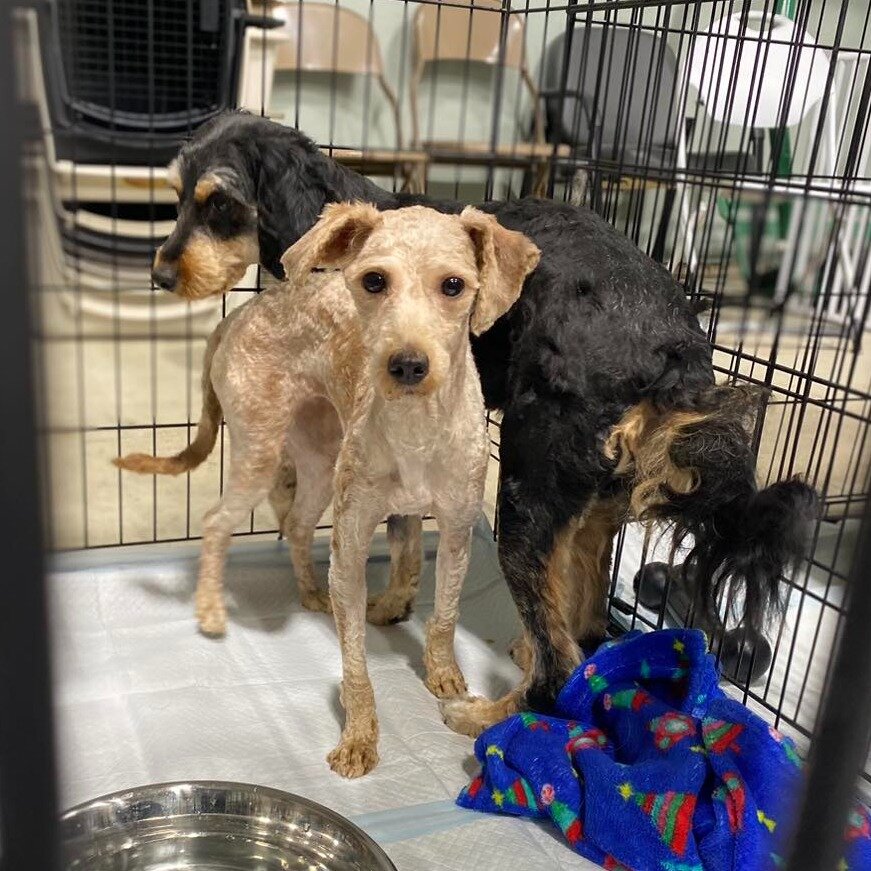 Two dogs stand together in a metal crate. One dog is light-colored with short fur and faces forward; the other is darker with longer fur, facing away. A blue blanket and a metal water bowl are on the floor of the crate.