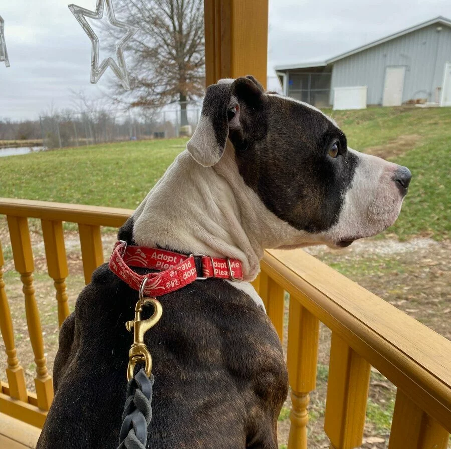 Brindle and white pitbull mix looks off a deck into a yard