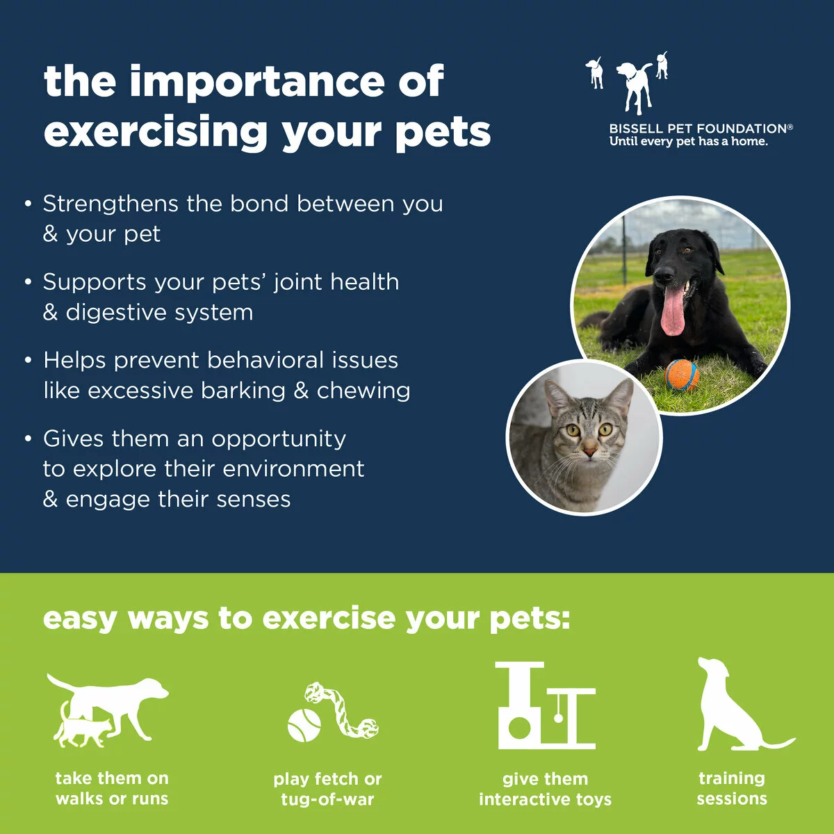 pet exercise graphic