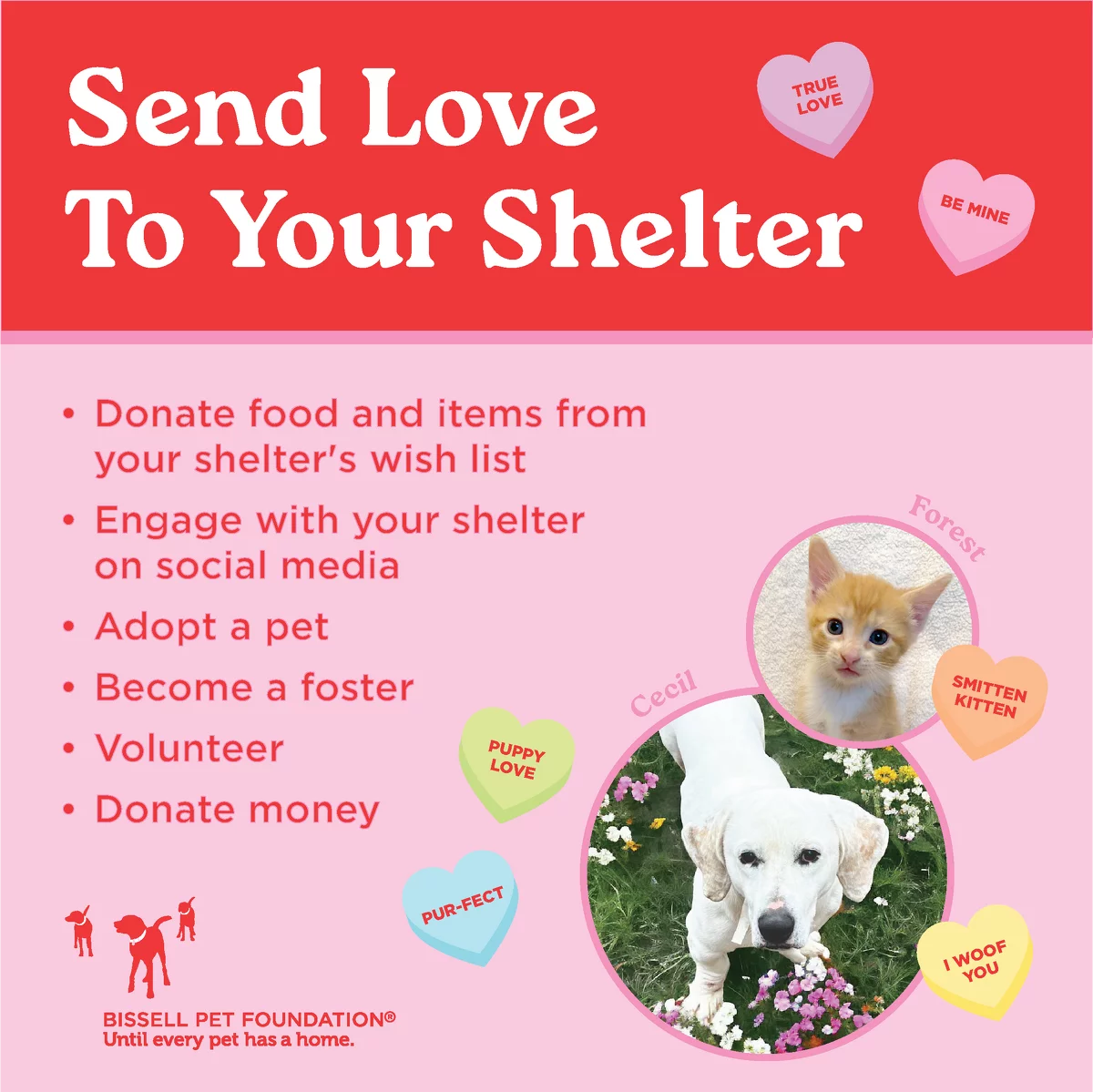 shelter graphic
