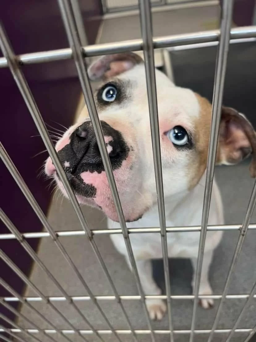 White and brown pitbull mix with two blue eyes looks out of a cage.