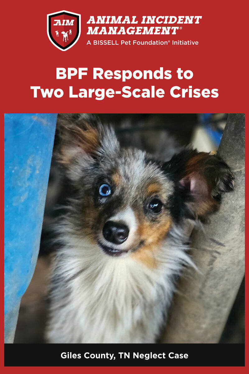 A blue merle dog with one blue and one brown eye looks up from inside a shelter. Text reads: BPF Responds to Two Large-Scale Crises. Giles County, TN Neglect Case.