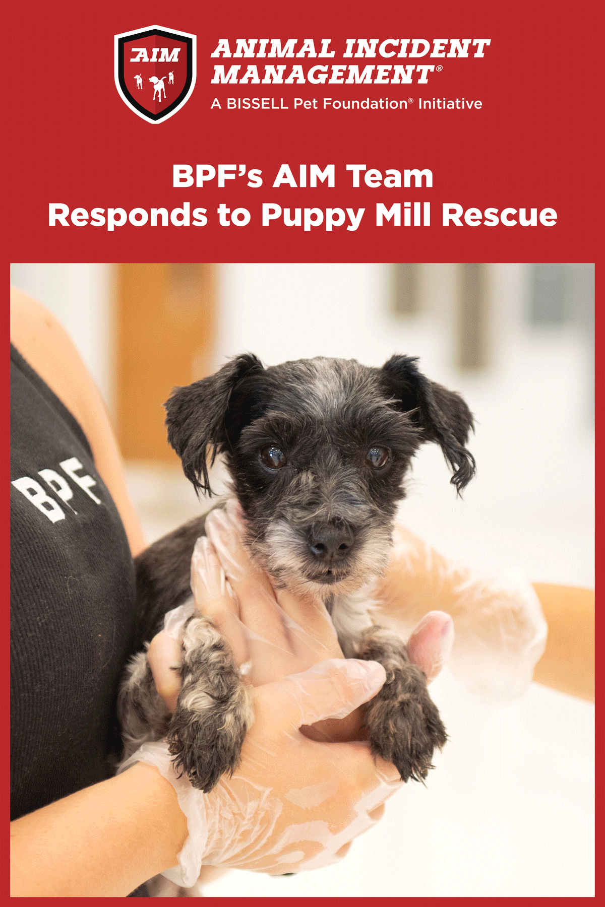 A person wearing gloves holds a small, wet black and gray puppy. Text above reads, “BPF’s AIM Team Responds to Puppy Mill Rescue” and features the Animal Incident Management logo.
