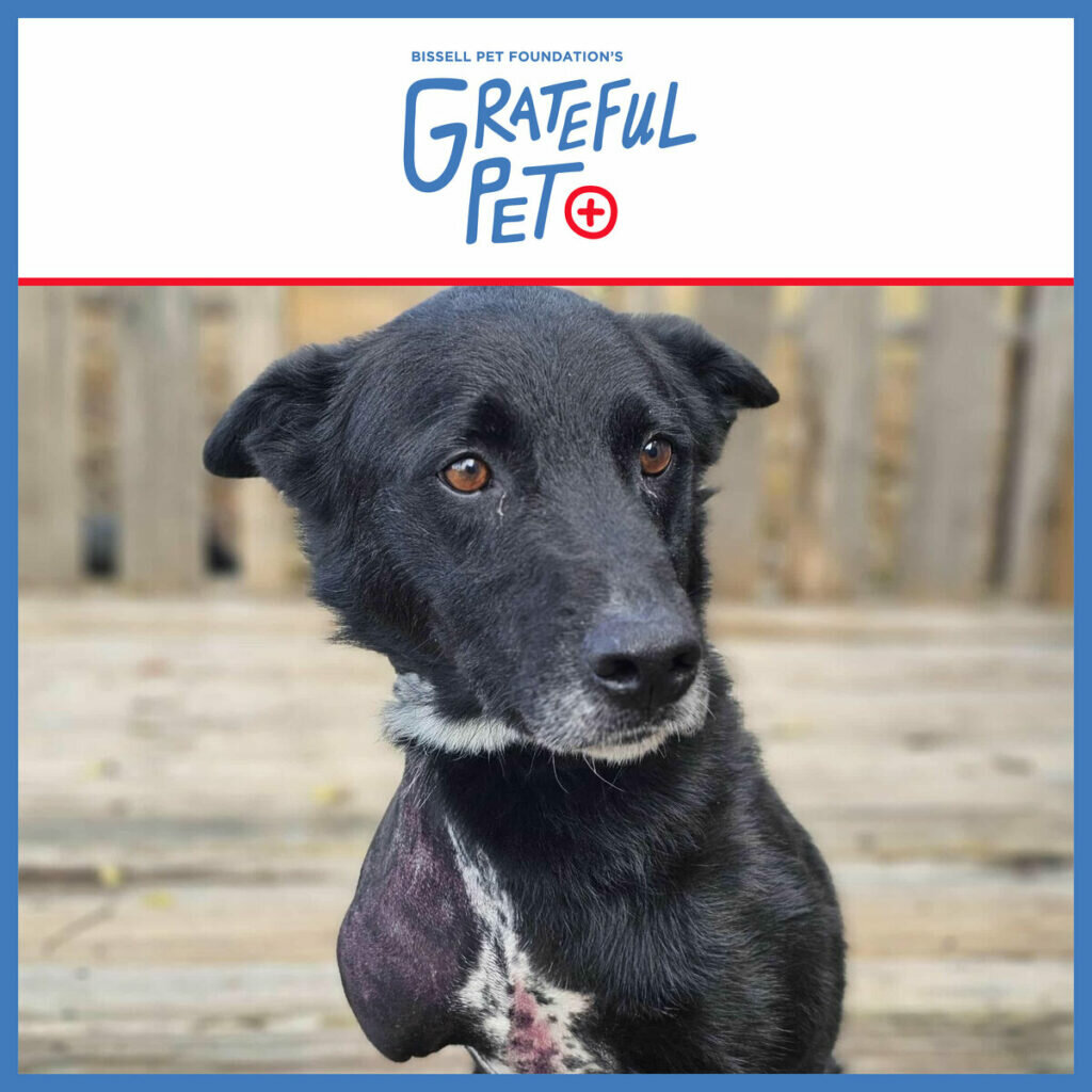 A black dog with a white chest and one front leg sits on a wooden deck, looking slightly to the side. The background features a wooden fence, and the image is framed with the text “Grateful Pet” above.