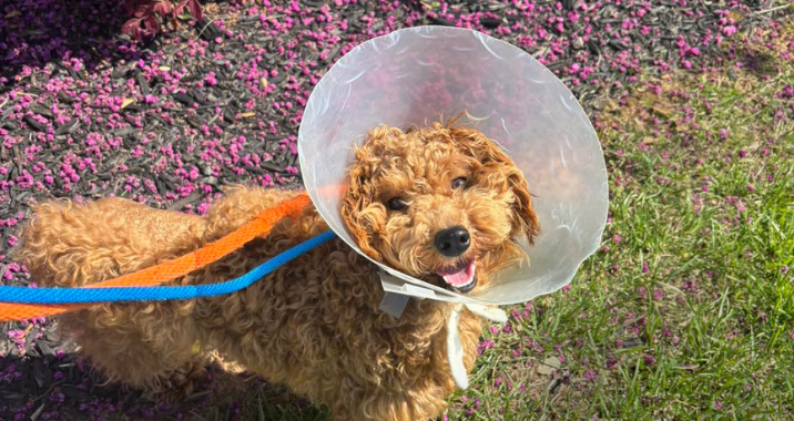 A small curly-haired brown dog wearing a plastic cone and two leashes stands on grass next to a mulch bed with pink flowers, looking up with a happy expression.