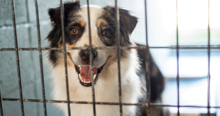 A happy dog with a white, black, and brown coat is looking through the bars of a kennel or shelter cage, mouth open as if smiling, with light coming from the right side.