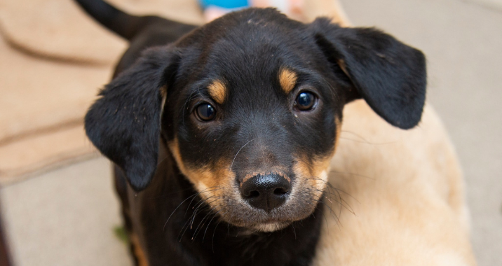 A close-up of a black and tan puppy with floppy ears looking up at the camera, with part of another light-colored dog and a tan blanket in the background.