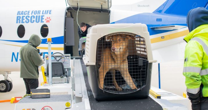 A brown dog in a crate is being unloaded from an airplane by airport staff wearing jackets. The airplane has Race For Life Rescue written on it. The scene is on an airport tarmac.