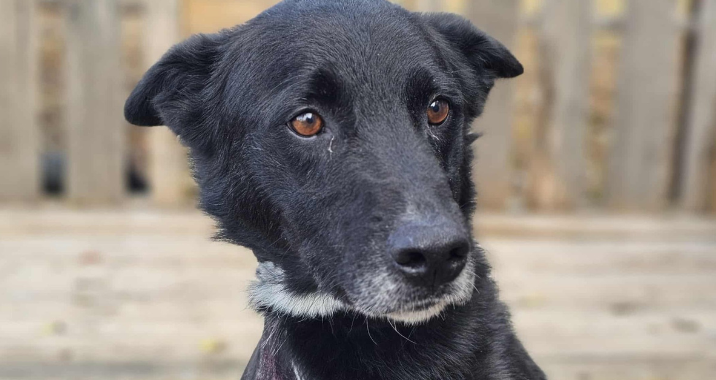 A black dog with a white patch on its chest and chin looks slightly to the side, sitting in front of a wooden fence with a blurred background.