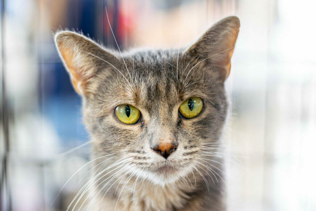 A close-up of a gray cat with green eyes looking directly at the camera. The background is softly blurred, drawing attention to the cats expressive face and pointed ears.