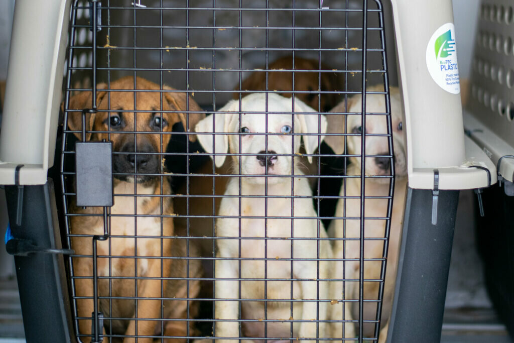 Three puppies sit close together inside a pet crate, looking through the black metal bars. The crate is beige with a sticker on the side. The puppies appear curious and attentive.