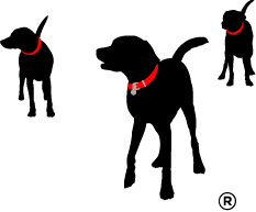 Three black dog silhouettes, each wearing a red collar, are shown in different poses on a white background.