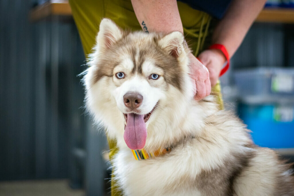 A fluffy Siberian Husky with blue eyes and its tongue out is being held by a person wearing a red wristband, indoors.