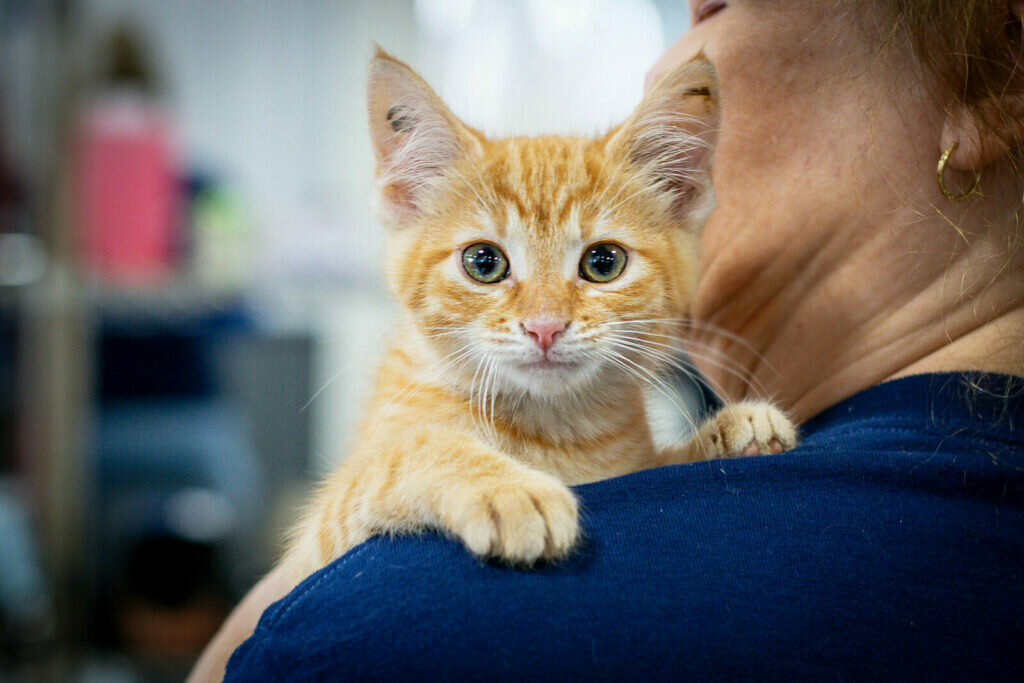 An orange tabby kitten with big green eyes rests on a persons shoulder, looking directly at the camera. The person is wearing a blue shirt, and their face is partially visible.
