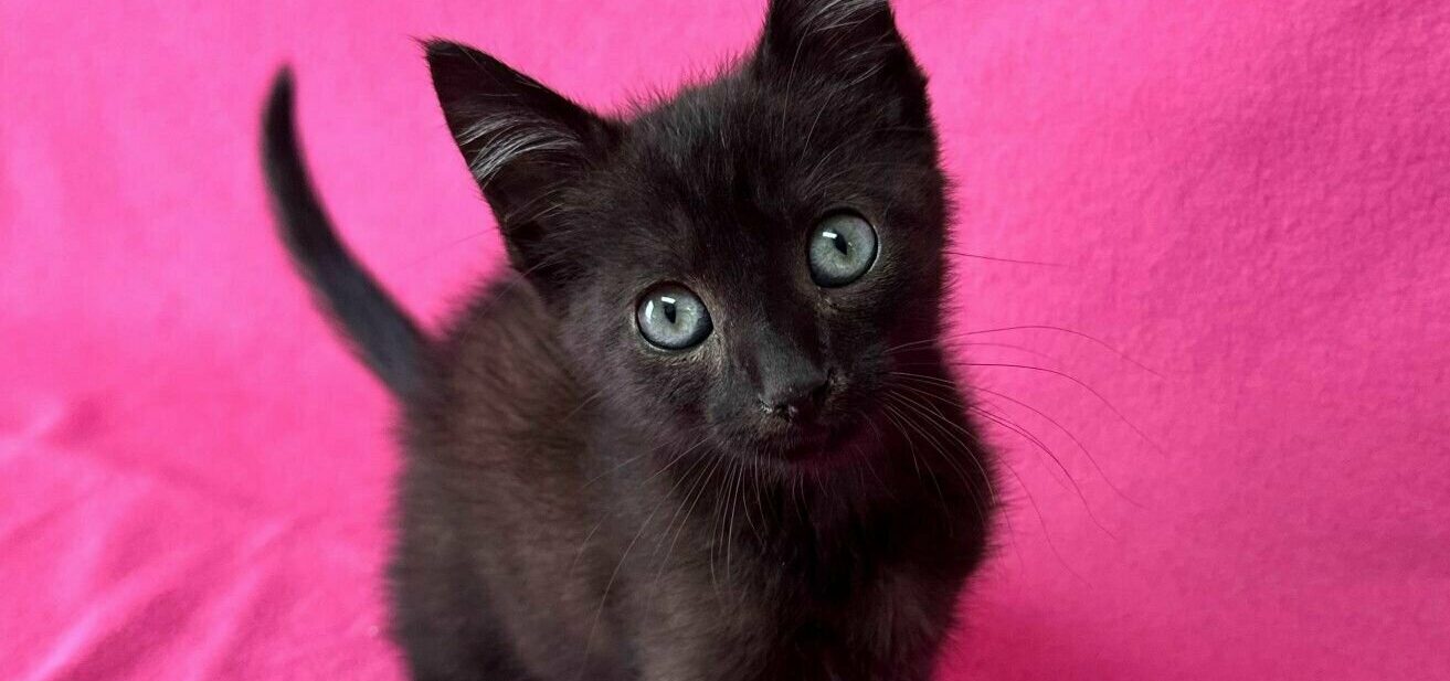 A small black kitten with bright blue eyes sits on a pink fabric background, looking up at the camera with its tail raised.