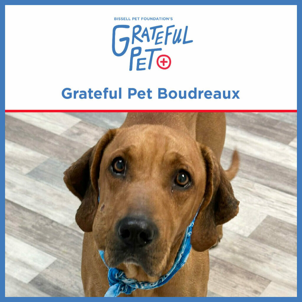 A brown dog with floppy ears and a blue bandana looks up. Text above reads “Grateful Pet Boudreaux” and “Bissell Pet Foundation’s Grateful Pet+.” The background is a patterned tile floor.