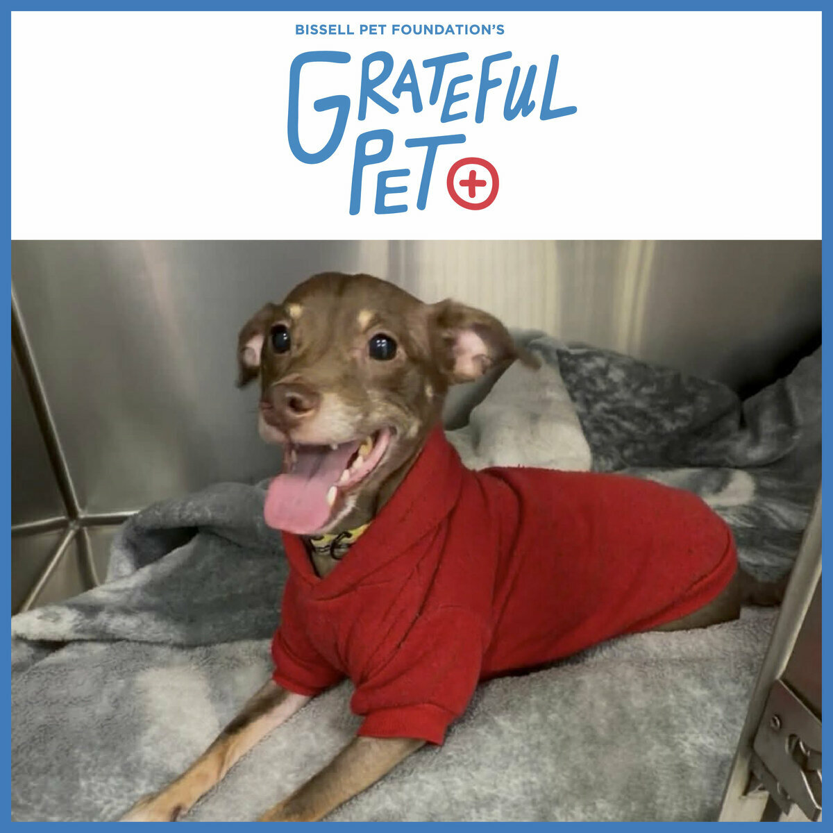 A small brown dog wearing a red sweater sits on a blanket in a kennel, looking happy with its mouth open and tongue out. The image has a logo at the top for Bissell Pet Foundation’s Grateful Pet campaign.