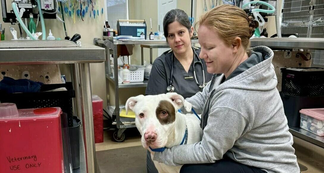Two women in veterinary uniforms comfort a white dog with a brown patch over one eye in a veterinary clinic, surrounded by medical equipment and supplies.