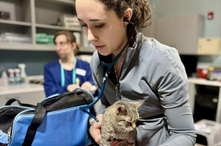 A veterinarian listens to a gray tabby cat’s heartbeat with a stethoscope on an exam table. Medical equipment and another person are visible in the background. The cat sits on a red-and-white towel.