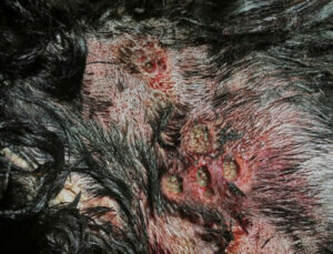 Close-up of an animal’s skin with patchy black fur, showing red, inflamed sores and scabs, possibly indicating a skin infection or disease.