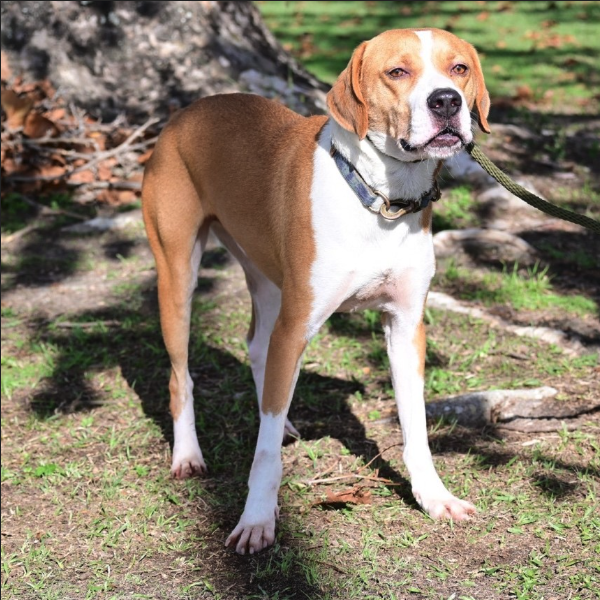A tan and white dog with a black collar stands on grass in a sunny park, attached to a green leash, with tree roots and shadows visible in the background.
