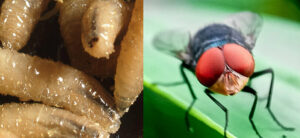 Close-up of several maggots clustered together on the left, and a housefly with red eyes and transparent wings standing on a green leaf on the right.
