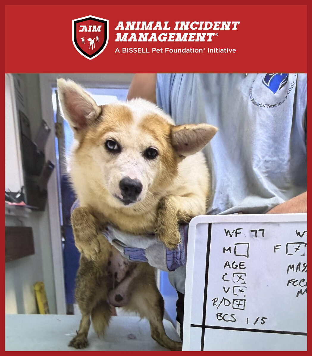 A tan and white dog is held by a person in scrubs at a veterinary clinic. A whiteboard with medical notes and the “Animal Incident Management” logo are visible in the image.
