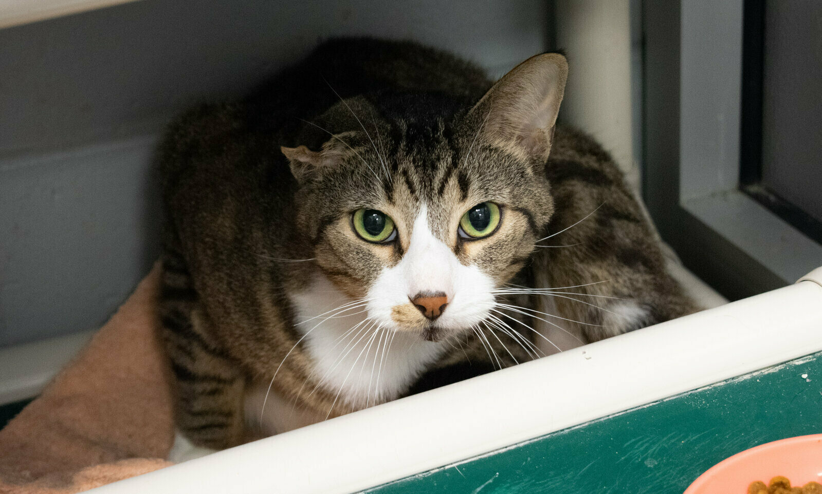 A tabby cat with green eyes and a white snout lies on a towel inside a shelter cage, looking up with a cautious expression.