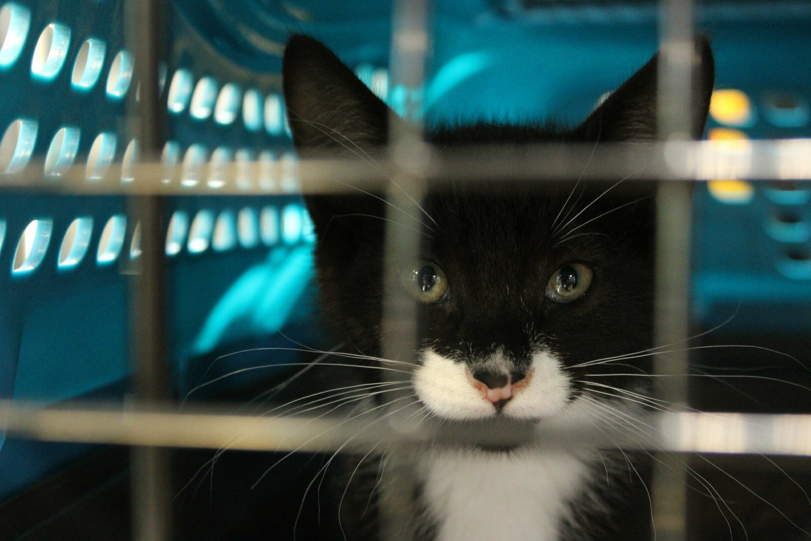 A black and white cat with green eyes sits inside a blue pet carrier, looking out through the metal bars on the door.