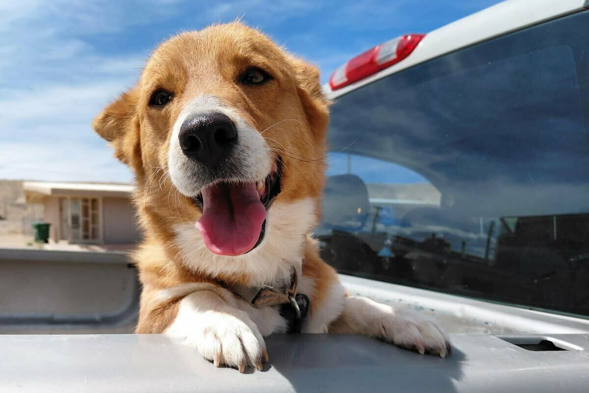 A happy brown and white dog with its tongue out stands with its front paws on the side of a truck bed, with a blue sky and building in the background.