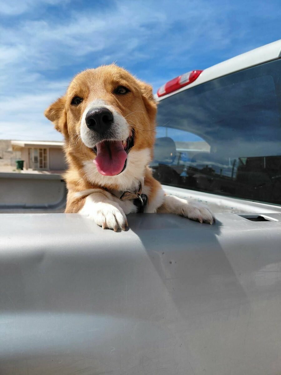 A happy brown and white dog with its tongue out leans over the side of a silver truck bed under a bright blue sky.
