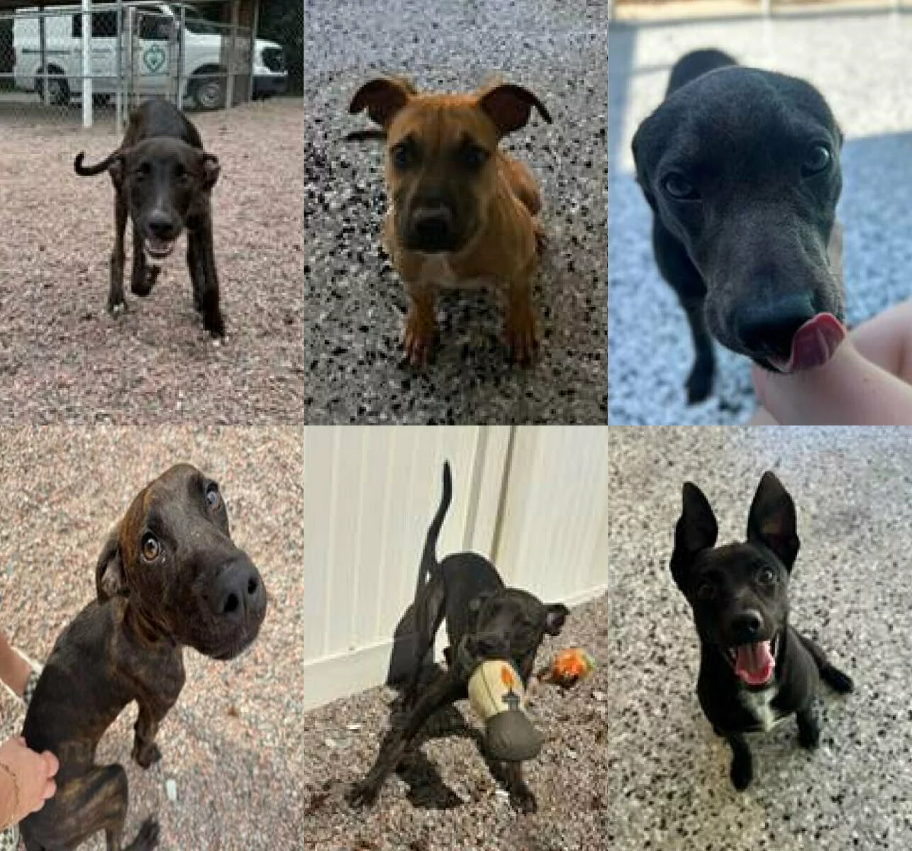 A collage of six playful dogs, mostly black or brown, in outdoor settings, some looking at the camera, one licking its nose, another playing with a toy, all appearing friendly and energetic.