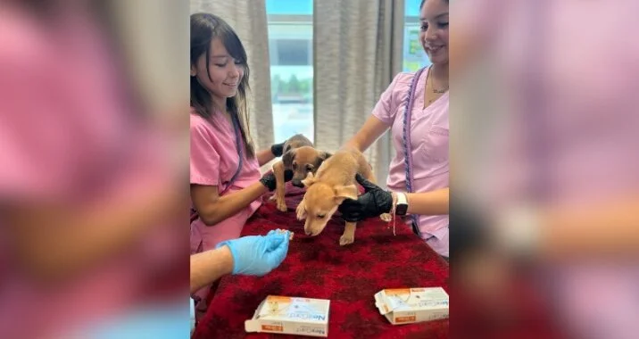 Two women in pink scrubs gently hold two puppies on a red table while a person offers treats. The scene appears to be in a veterinary clinic with large windows in the background.