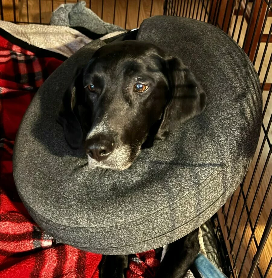 A black dog wearing a gray inflatable collar rests in a crate on a red and black blanket, with sunlight shining on its face.