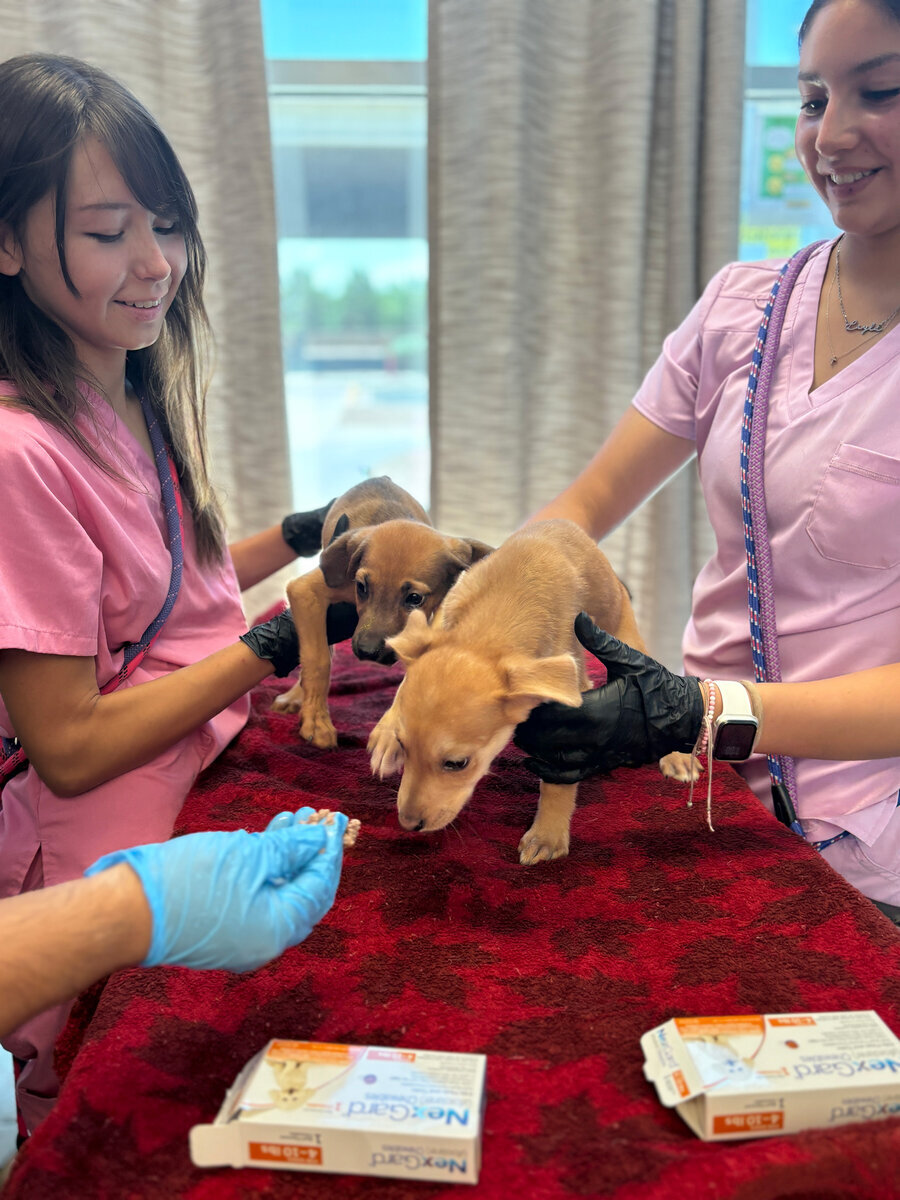 Two veterinary staff in pink scrubs hold two puppies on a red table while a gloved hand offers a treat. Medication boxes are on the table. Bright window and curtains are visible in the background.