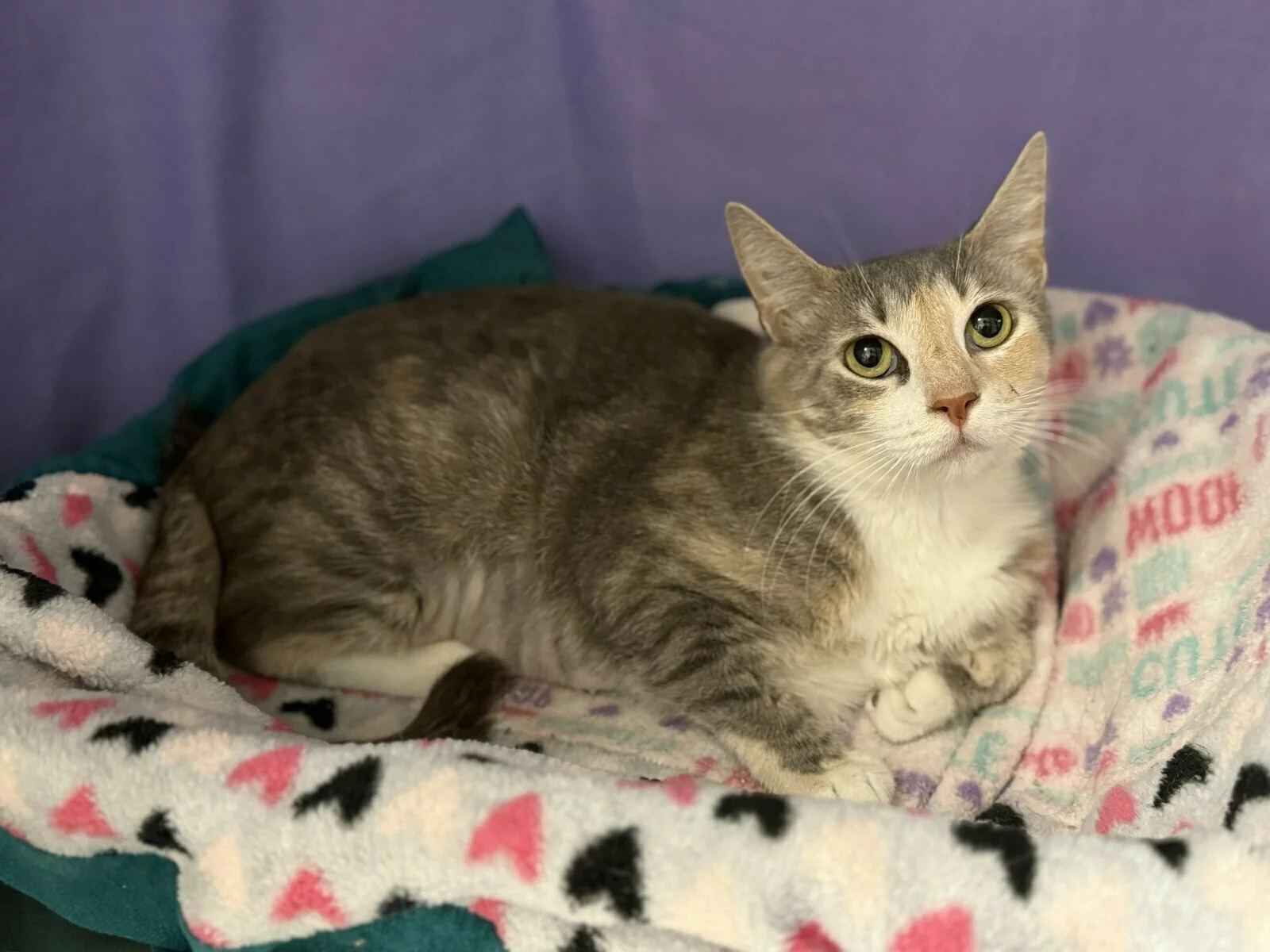 A gray and white cat with yellow eyes lies on a soft, colorful blanket with heart patterns, against a purple background.
