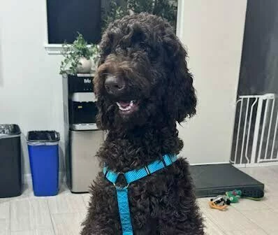 A curly-haired brown dog wearing a blue harness stands with its front paws on a granite countertop, looking forward with its mouth slightly open.