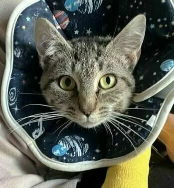 A tabby cat with a space-themed cone collar and a yellow cast on its front leg looks at the camera with wide eyes.