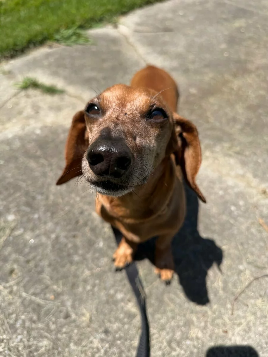 A brown dachshund sits on a sunlit sidewalk, looking up with squinting eyes and ears flopped back. A leash is visible on the ground, and grass can be seen in the background.