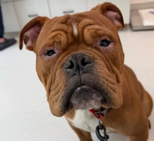 A brown bulldog with a wrinkled face sits indoors, looking up with sad eyes. The dog wears a red collar and leash, and white cabinets are visible in the background.