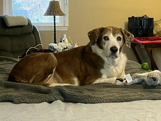 A brown and white dog with a white face lies on a bed covered with a gray blanket. A window, lamp, and household items are visible in the background. The dog looks toward the camera.